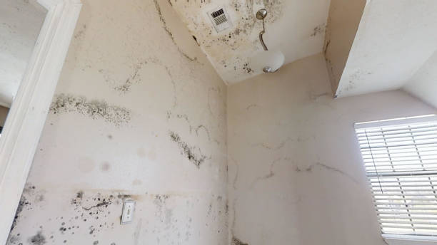 Best Mold Removal for HVAC Installations  in Avodo Heights, CA