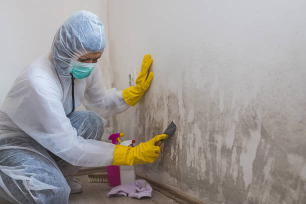 Best Mold Damage Restoration  in Avodo Heights, CA