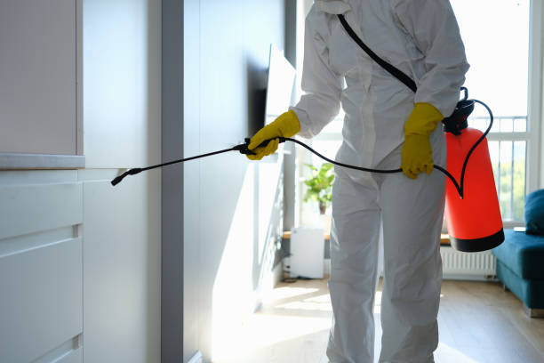 Best Black Mold Removal  in Avodo Heights, CA
