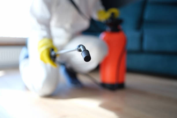 Reliable Avocado Heights, CA Mold Removal Solutions