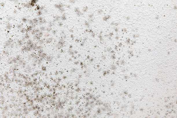 Best Biohazard Mold Removal  in Avodo Heights, CA
